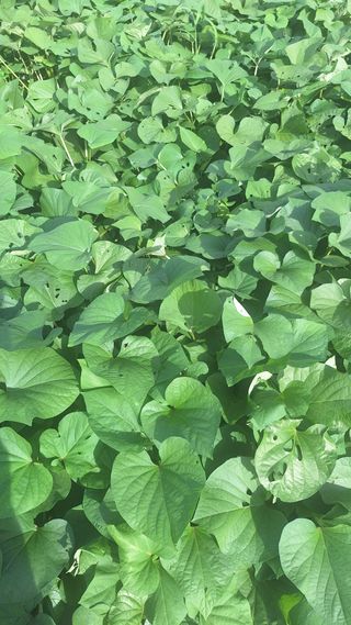 오남현님의 자유주제 · 자유게시판 작성글 사진