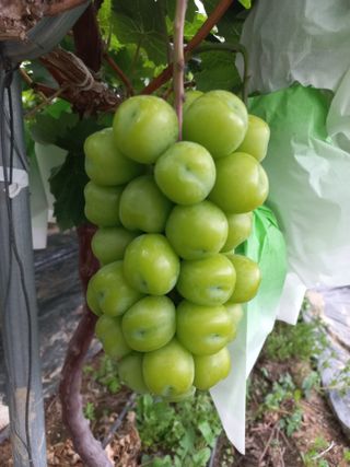 표고버섯18837님의 자유주제 · 자유게시판 작성글 사진