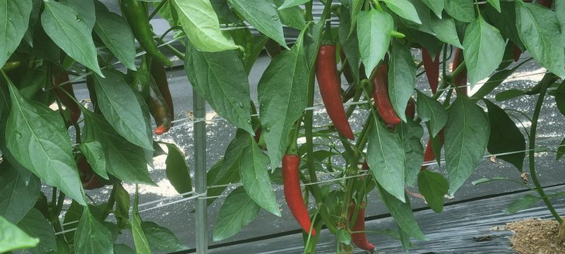 박사원농장님의 장터 판매 상품 [건고추  10근(6kg)] 첨부 사진