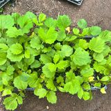 팜모닝 · 게시글 이미지