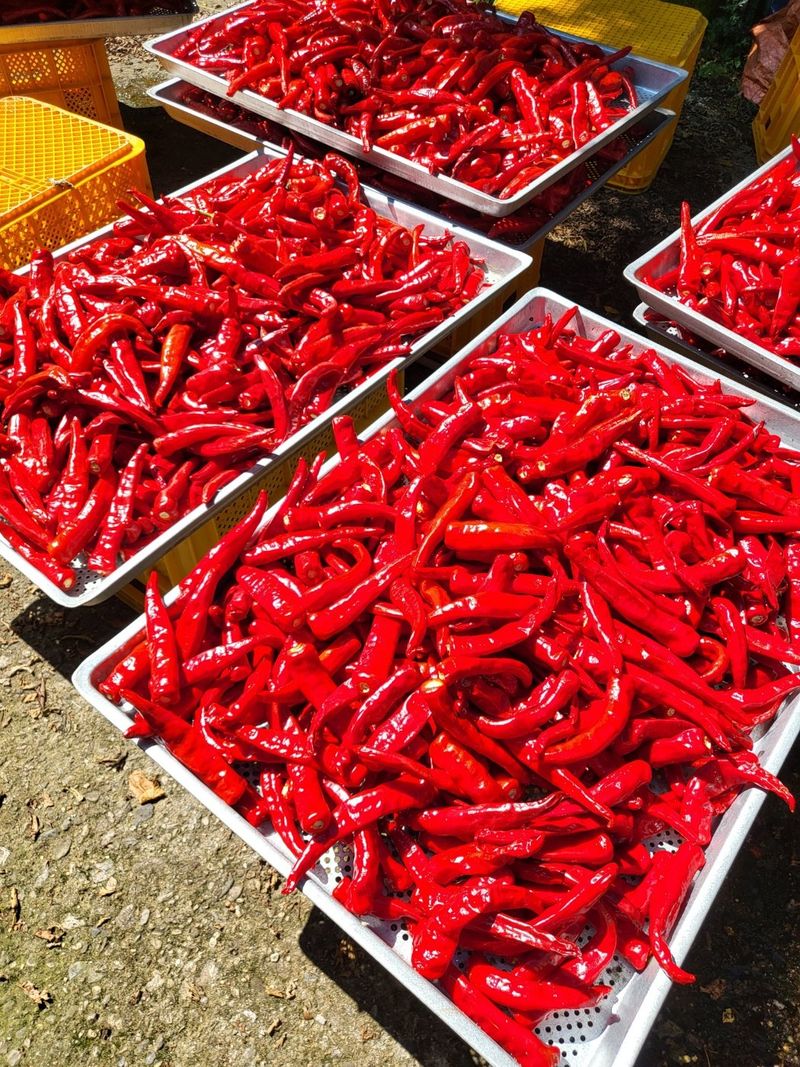 박수정님의 장터 판매 상품 [자신있게 판매하는2025년청양고추가루600그램] 첨부 사진