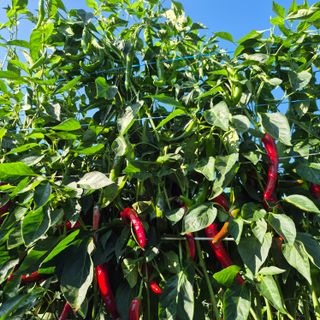 박흠님의 자유주제 · 자유게시판 작성글 사진