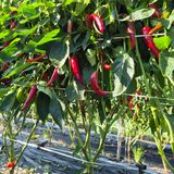 팜모닝 자유주제·자유게시판 게시글 이미지