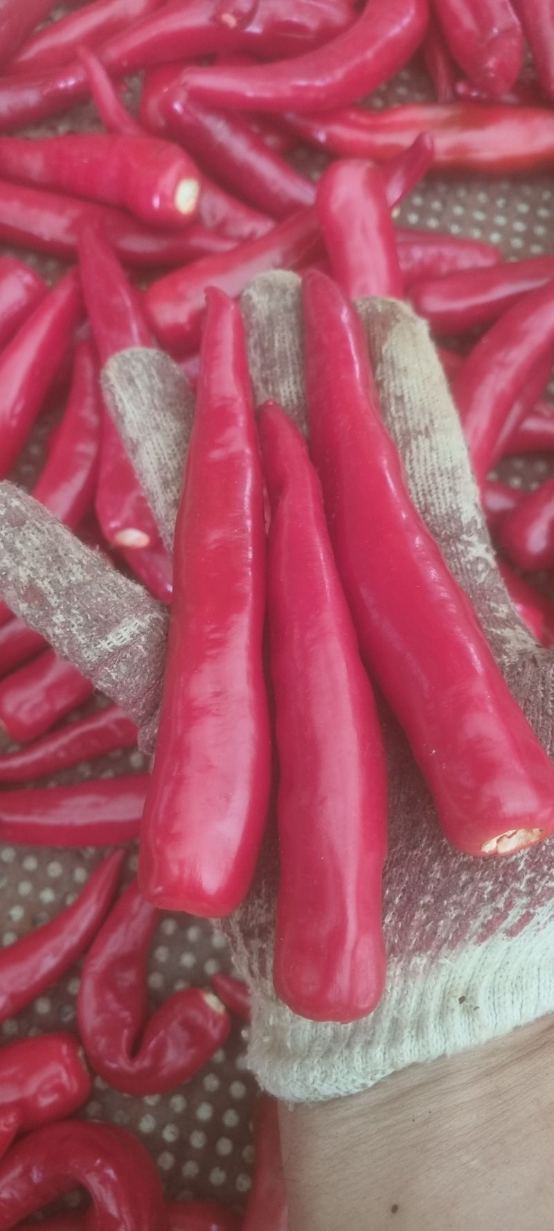 박사원농장님의 장터 판매 상품 [건고추  10근(6kg)] 첨부 사진