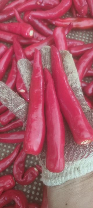 박사원농장님의 작성글 사진