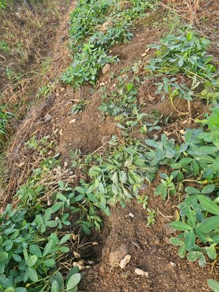 박미아님의 농사, 무엇이든 물어보세요! · 참여글 작성글 사진