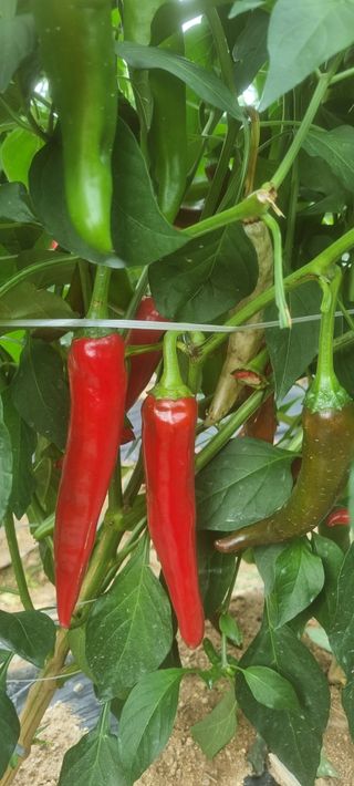 박사원농장님의 작성글 사진