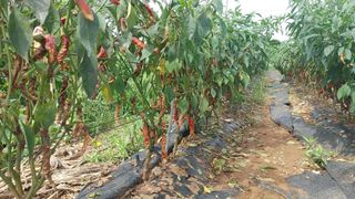 홍장군님의 자유주제 · 자유게시판 작성글 사진