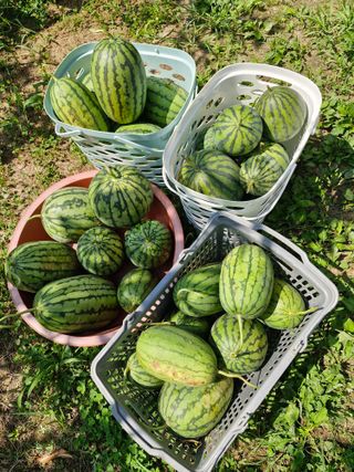 낙엽교목류21691님의 자유주제 · 자유게시판 작성글 사진