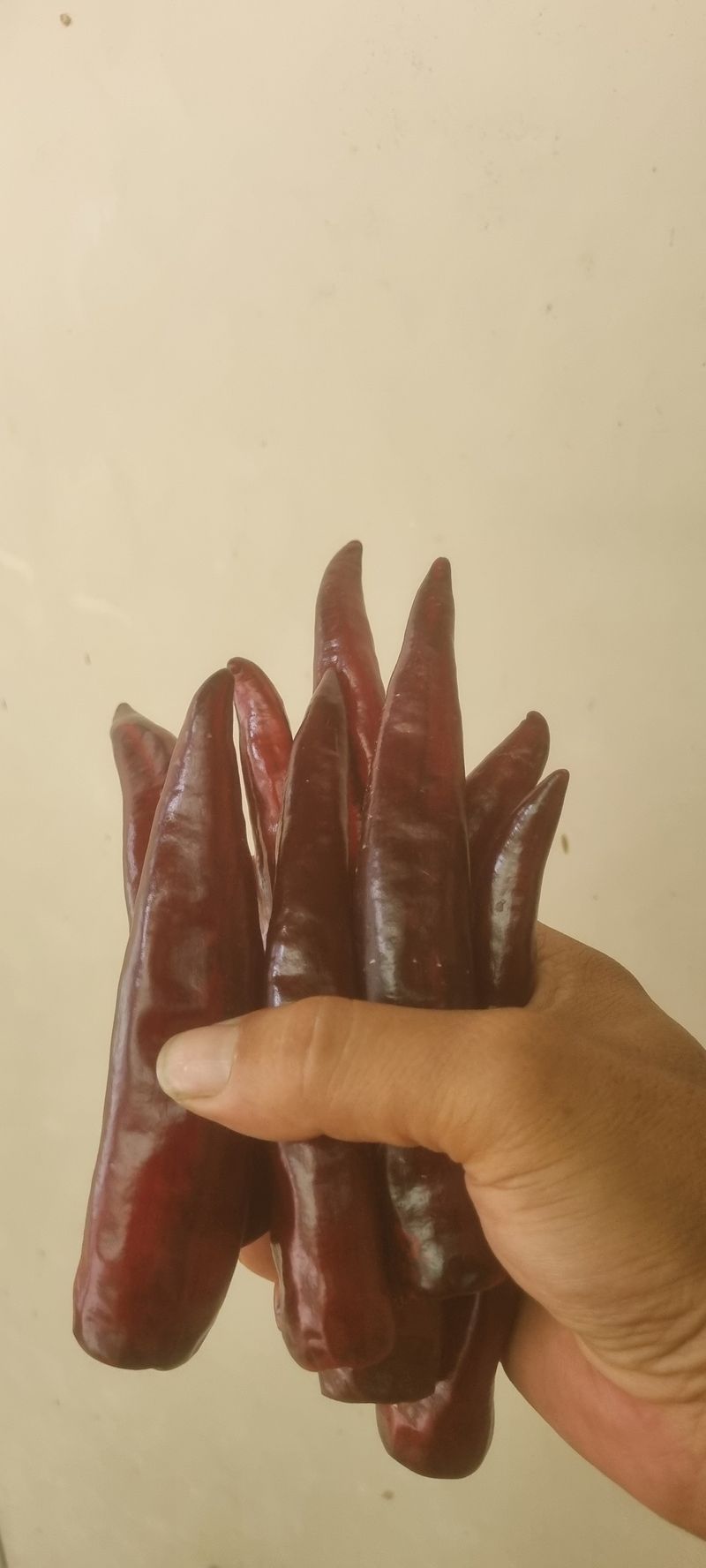 박사원농장님의 장터 판매 상품 [건고추  10근(6kg)] 첨부 사진