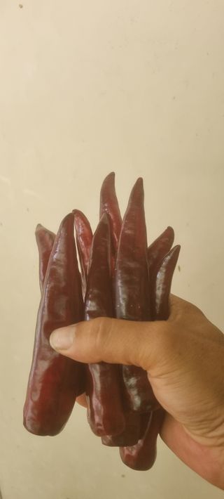 박사원농장님의 작성글 사진