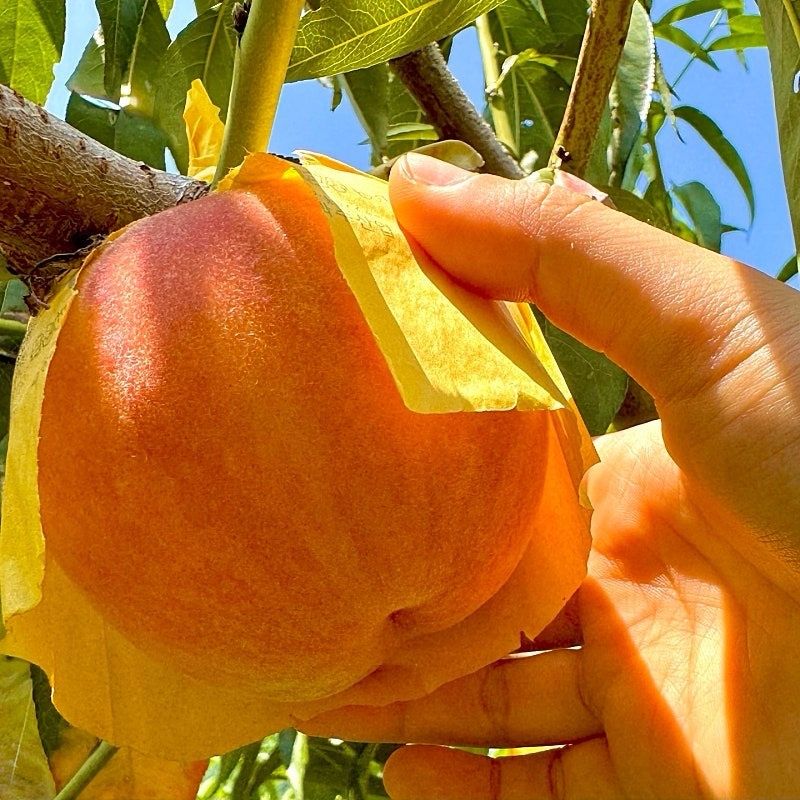 농부손녀님의 장터 판매 상품 [[인기상품] 황금알 황도 복숭아 4kg ] 첨부 사진