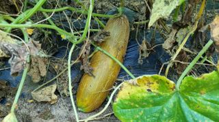 아침농원님의 자유주제 · 자유게시판 작성글 사진