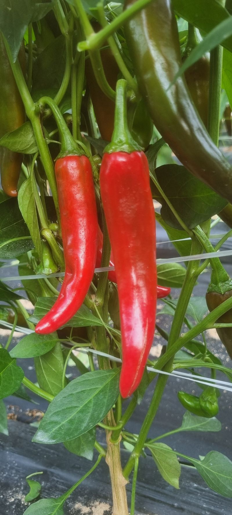 박사원농장님의 장터 판매 상품 [건고추  10근(6kg)] 첨부 사진