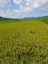 팜모닝 자유주제·자유게시판 게시글 이미지