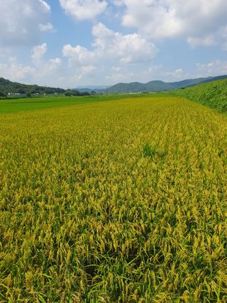 조종래님의 자유주제 · 자유게시판 작성글 사진