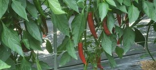 박사원농장님의 작성글 사진