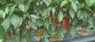 박사원농장님의 작성글 사진