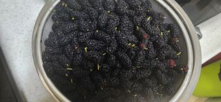 김선례님의 농사, 무엇이든 물어보세요! · 참여글 작성글 사진