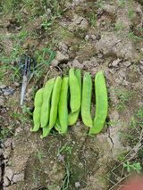 팜모닝 자유주제·자유게시판 게시글 이미지