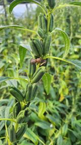 팜모닝 농사, 무엇이든 물어보세요!·참여글 게시글 이미지