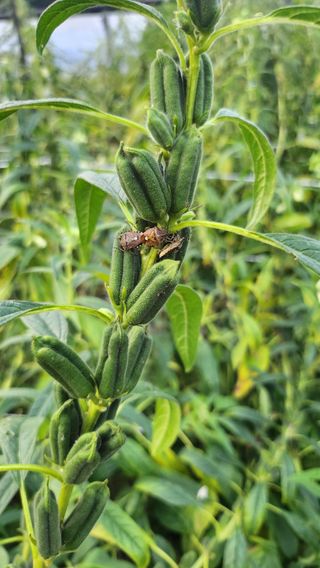 김진왕님의 농사, 무엇이든 물어보세요! · 참여글 작성글 사진