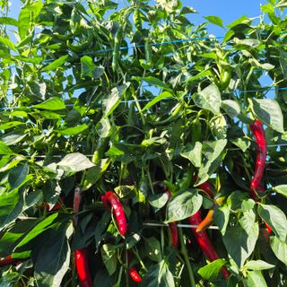 박흠님의 자유주제 · 자유게시판 작성글 사진