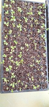 팜모닝 자유주제·자유게시판 게시글 이미지