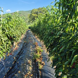 박흠님의 자유주제 · 자유게시판 작성글 사진