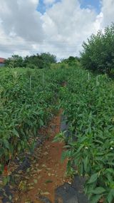 팜모닝 자유주제·자유게시판 게시글 이미지