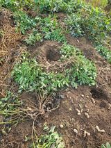 팜모닝 농사, 무엇이든 물어보세요!·참여글 게시글 이미지