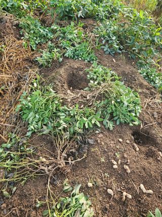 박미아님의 농사, 무엇이든 물어보세요! · 참여글 작성글 사진