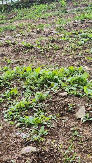 귀요미맘님의 자유주제 · 자유게시판 작성글 사진