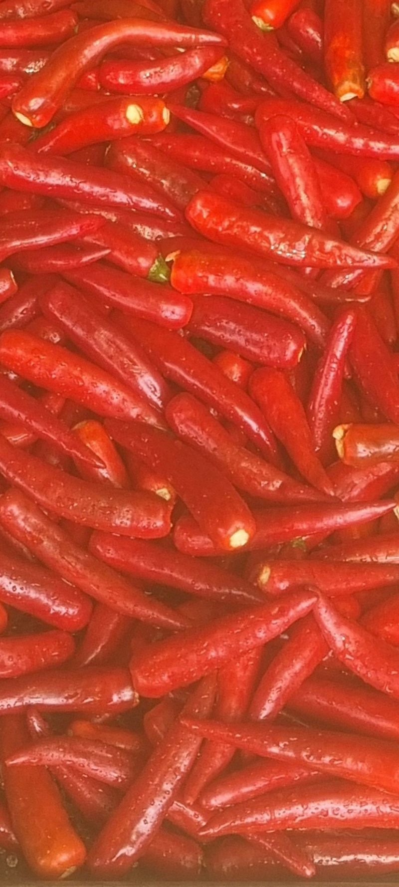 박사원농장님의 장터 판매 상품 [건고추  10근(6kg)] 첨부 사진