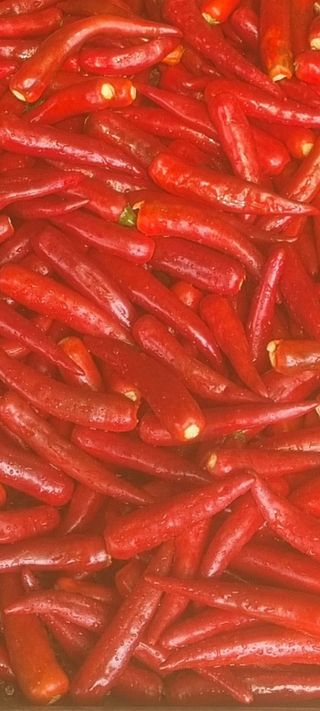 박사원농장님의 작성글 사진