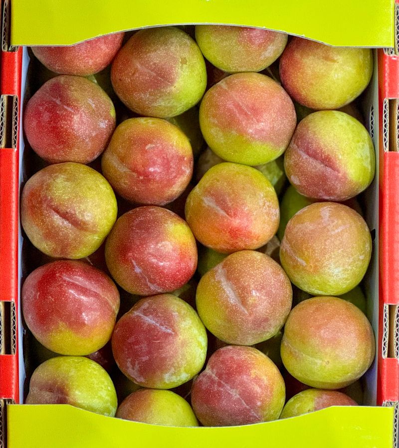 농부손녀님의 장터 판매 상품 [새콤 달콤한 맛 자두 2kg 4kg] 첨부 사진