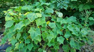 아침농원님의 자유주제 · 자유게시판 작성글 사진