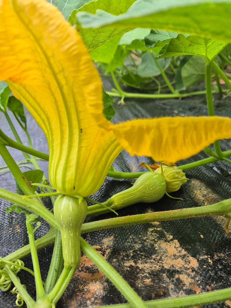 양자양행복농장님의 장터 판매 상품 [땅콩호박 10 kg] 첨부 사진