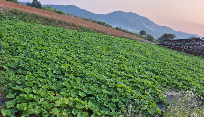 양자양행복농장님의 장터 판매 상품 [땅콩호박 10 kg] 첨부 사진