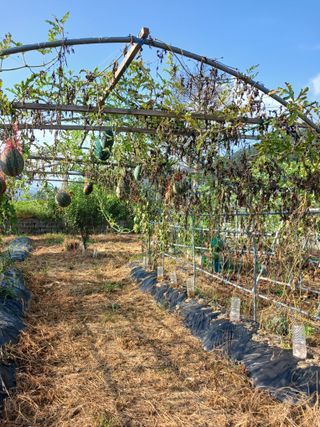 황금비님의 자유주제 · 자유게시판 작성글 사진