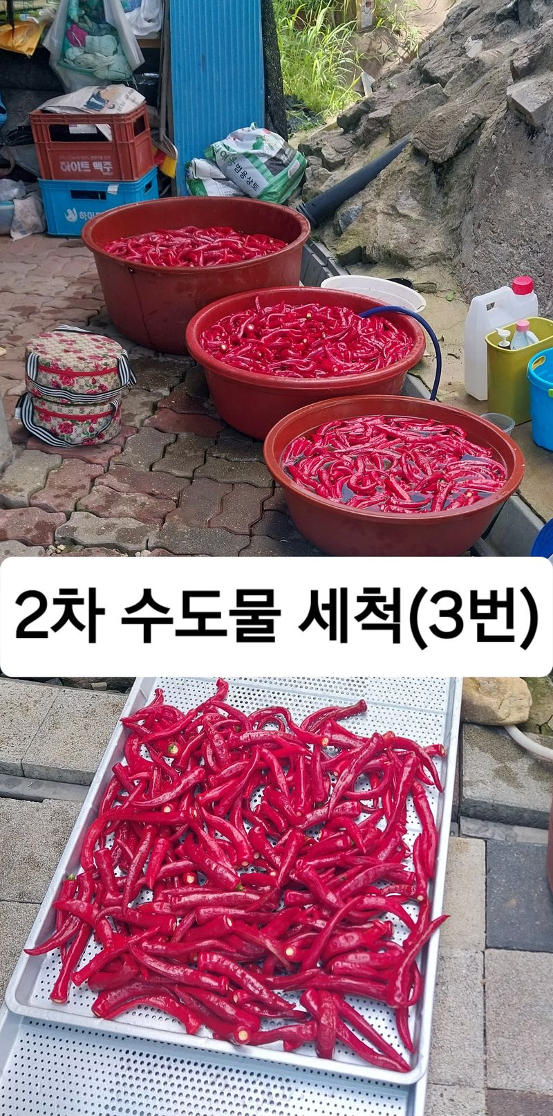 삼밭골님의 장터 판매 상품 [건고추(5근이상)] 첨부 사진