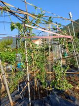 팜모닝 농사, 무엇이든 물어보세요!·참여글 게시글 이미지