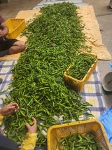 팜모닝 자유주제·자유게시판 게시글 이미지