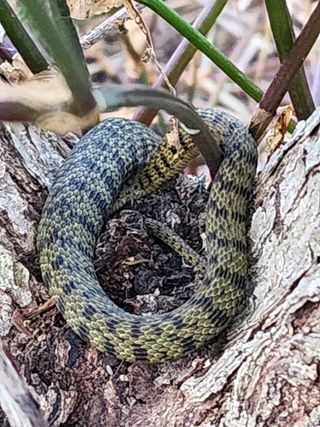 밀양달콤팜님의 자유주제 · 자유게시판 작성글 사진