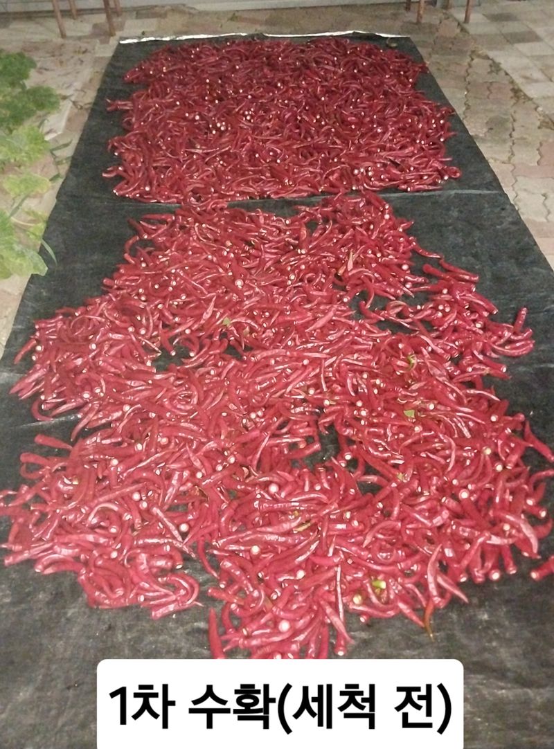 장터 상품 [건고추(5근이상)] 썸네일