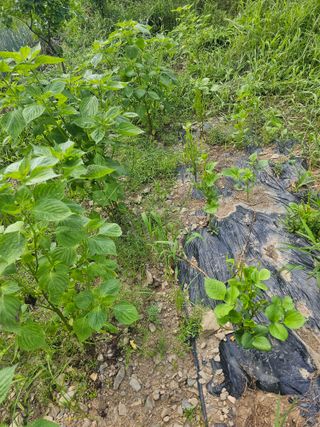 farmer님의 자유주제 · 자유게시판 작성글 사진