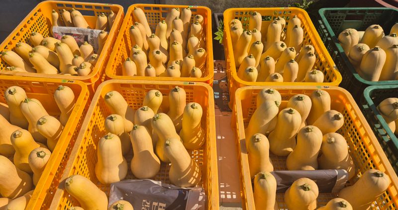 장터 상품 [땅콩호박 10 kg] 썸네일