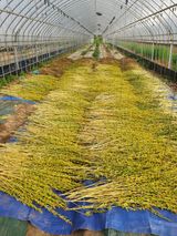 팜모닝 자유주제·자유게시판 게시글 이미지