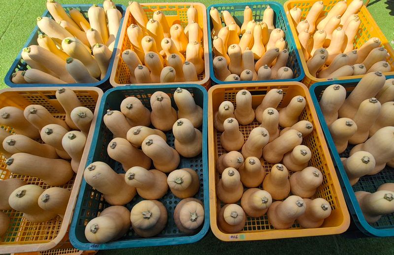 양자양행복농장님의 장터 판매 상품 [땅콩호박 10 kg] 첨부 사진