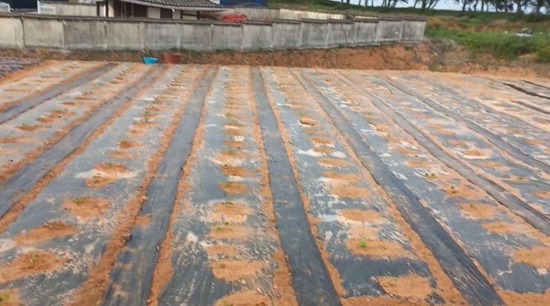 양자양행복농장님의 장터 판매 상품 [땅콩호박 10 kg] 첨부 사진